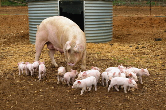 Elevage de cochon "large white" Sarthe France