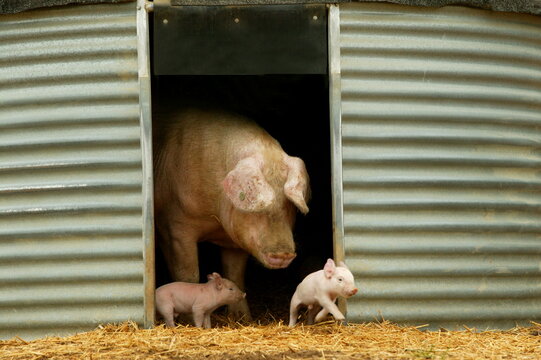 Elevage de cochon "large white" Sarthe France