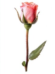 Watercolor Rose Bud Blossoming in Vibrant Pink Splendor