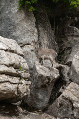 Naklejka premium The Iberian ibex (Capra pyrenaica), also known as the Spanish ibex, Spanish wild goat and Iberian wild goat in the natural park El Torcal de Antequera near Málaga, Andalusia, Spain. UNESCO