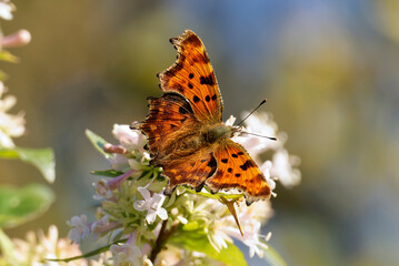 Comma butterfly (Polygonia c-album) sitting on a white flower in Zurich, Switzerland