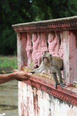 Nourrir un singe - Phnom Penh