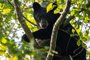 Young Black Bear, Ursus americanus, in leafy tree with glimpse of sunlight looking down in High Point State Park, New Jersey