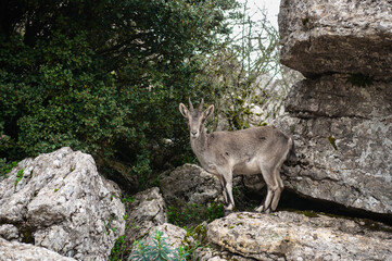 The Iberian ibex (Capra pyrenaica), also known as the Spanish ibex, Spanish wild goat and Iberian...