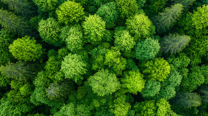 Fototapeta premium Explore the thriving ecosystem of reforested landscapes