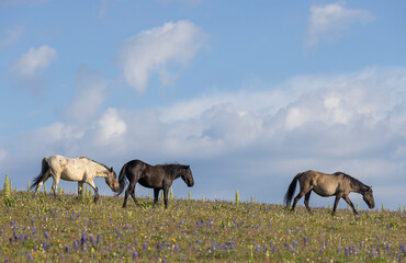 Wild Horses in the Pryor Mountains Montana in Summer