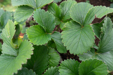 Lush Green Strawberry Leaves