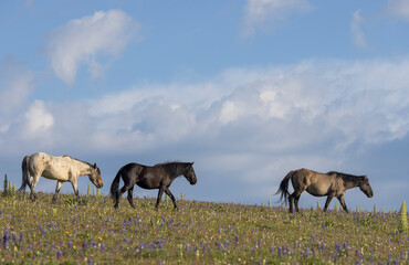 Obraz premium Wild Horses in the Pryor Mountains Montana in Summer