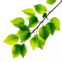 Naklejka premium Elevate your visuals with our collection of unique leaf designs Each piece captures the beauty of nature in high-resolution perfect for any creative endeavor