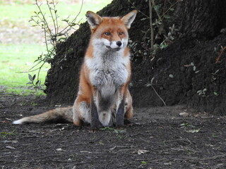 Fluffy Red Fox sitting at the base of a tree