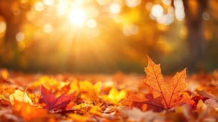 A Beautiful Fall Scene of Vibrant Autumn Leaves Illuminated by the Golden Light of Sunset, Ideal for Themes of Nature's Seasons, Tranquility, Outdoor Beauty, and Autumnal Change