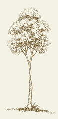 Fototapeta premium Vector drawing. Big tall tree