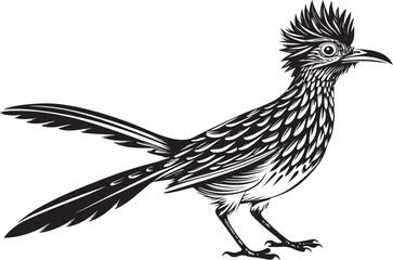 Fototapeta premium roadrunner bird vector illustration, printable design