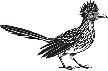 Fototapeta premium roadrunner bird vector illustration, printable design