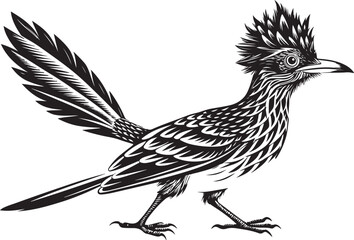 Fototapeta premium roadrunner bird vector illustration, printable design