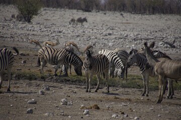 Zebras and antelopes in dry savanna