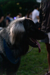 Fototapeta premium a majestic Caucasian Shepherd sitting calmly on a lush grassy field, exuding strength and tranquility. Its thick, fluffy coat glistens in the natural light