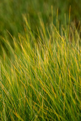 Long blades of grass moving in the wind backdrop. Shallow depth of field