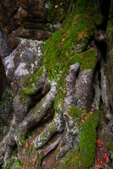 Scenic diversity of Mullerthal, Luxembourg's Little Switzerland, hiking routes, rock formations, moss-covered forests, tourist destination in Europe