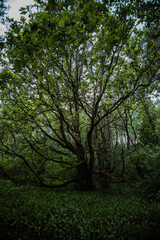 Obraz premium Sunlight filters through the foliage, illuminating a majestic green tree towering in the midst of a lush forest, its branches reaching toward the sky. A large, beautiful tree in the forest.