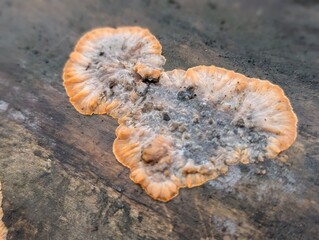 Wrinkled Crust fungus (Phlebia radiata) on an old log in autumn