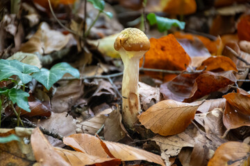 Divercity of wild mushrooms of Mullerthal, Luxembourg's Little Switzerland, hiking routes, rock formations, moss-covered forests, tourist destination in Europe