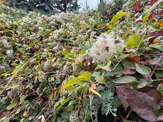 Seed heads with fluffy silky appendages of clematis vitalba in autumn. Wild ivy, forest vine, old man's beard or traveller's joy. Selective focus ripe soft seed heads clematis. Ranunculaceae family.
