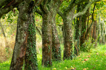 Harvesting time in fruit region of Netherlands, Betuwe, Gelderland, organic plantation of apple fruit trees in september, elstar, jonagold, ripe apples, agriculture in Netherlands