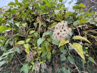 Seed heads with fluffy silky appendages of clematis vitalba in autumn. Wild ivy, forest vine, old man's beard or traveller's joy. Selective focus ripe soft seed heads clematis. Ranunculaceae family.