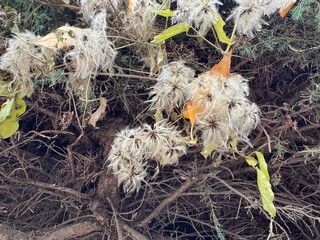 Seed heads with fluffy silky appendages of clematis vitalba in autumn. Wild ivy, forest vine, old man's beard or traveller's joy. Selective focus ripe soft seed heads clematis. Ranunculaceae family.