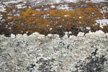 Rough Texture of an Old Wall