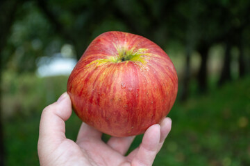 Harvesting time in fruit region of Netherlands, Betuwe, Gelderland, organic plantation of apple fruit trees in september, elstar, jonagold, ripe apples, agriculture in Netherlands