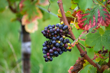 Harvest time on terraced vineyards in Moselle river valley, Germany and Luxembourg, Grauer burbunder or Pinot gris grapes on vine