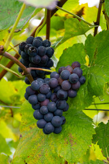 Harvest time on terraced vineyards in Moselle river valley, Germany and Luxembourg, Grauer burbunder or Pinot gris grapes on vine