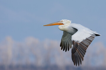 Dalmatian pelican, Pelecanus crispus, flying in Lake Kerkini, Greece. Pelican with open wings. Wildlife scene from European nature.