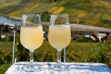 Autumn wine festival in Germany on Moselle river valley, tasting of federweisser young wine, neuer wein fermented freshly pessed auxerrois grape juice, or must. View on terraced vineyards.