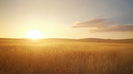 Obraz premium Golden Fields Under a Warm Sunset Sky