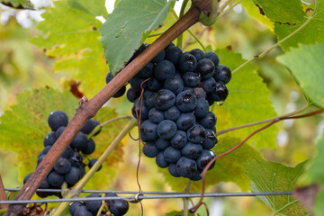 Harvest time on terraced vineyards in Moselle river valley, Germany and Luxembourg, Grauer burbunder or Pinot gris grapes on vine