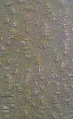 Beautiful details of the bark of tetradium daniellii