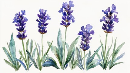 Simple lavender flower clipart with a single stem and soft purple blooms, on a white background. Gentle and calming.