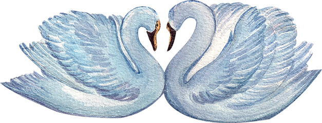 Hand-drawn White Swan watercolor illustration