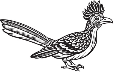 Fototapeta premium black roadrunner bird vector illustration printable
