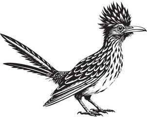 Fototapeta premium black roadrunner bird vector illustration printable