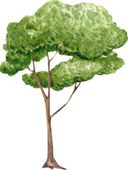 Hand-drawn Large Tree watercolor illustration