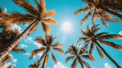 Tropical Palm Leaves Backlit by the Glowing Sun Against a Bright Blue Sky, Capturing the Peaceful Atmosphere of a Summer Day, Ideal for Nature, Travel, and Vacation-Themed Projects