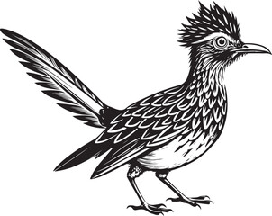 Fototapeta premium black roadrunner bird vector illustration printable