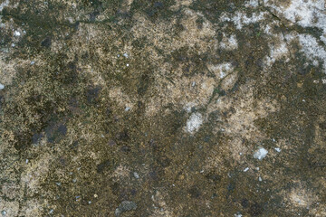 Moss and lichen on the floor