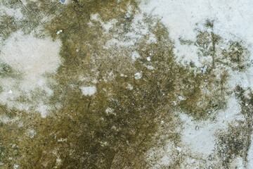 Moss and lichen on the floor