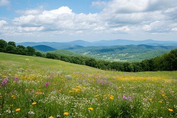 Obraz premium Colorful wildflowers bloom in a lush meadow, framed by rolling hills and distant mountains