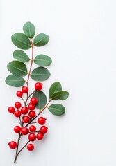 Wild forest berries on branches. They are red and blue in color.